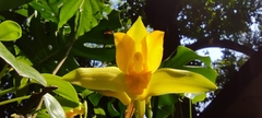 Lycaste consobrina