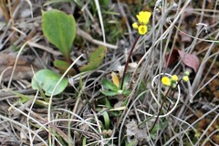 Draba alpina