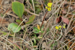 Draba alpina