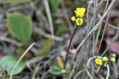 Draba alpina