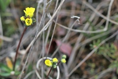 Draba alpina