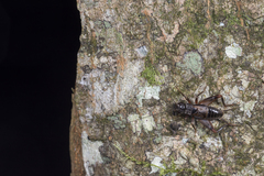 Duolandrevus coulonianus
