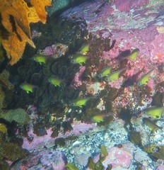 Pempheris affinis