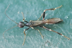 Stephanus serrator