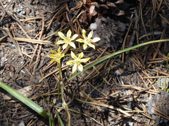 Triteleia ixioides anilina