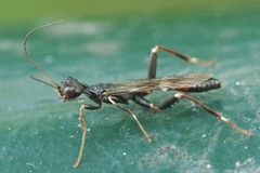 Stephanus serrator