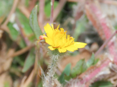 Hypochaeris achyrophorus