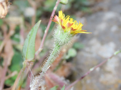 Hypochaeris achyrophorus