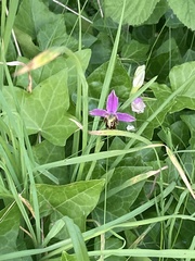Ophrys apifera