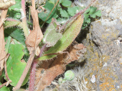 Hypochaeris achyrophorus