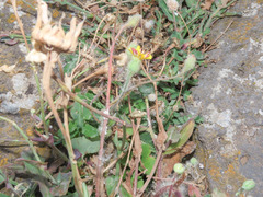 Hypochaeris achyrophorus