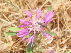 Centaurea napifolia