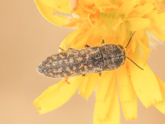 Acmaeoderella adspersula