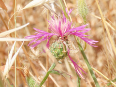 Centaurea napifolia