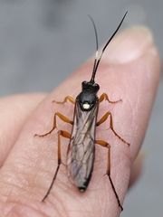 Diphyus quadripunctorius