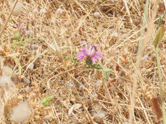 Centaurea napifolia