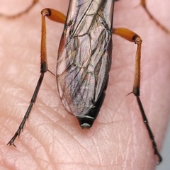 Diphyus quadripunctorius