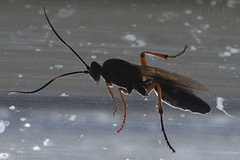 Diphyus quadripunctorius