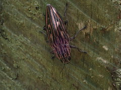 Chalcophora japonica