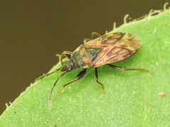 Taphropeltus nervosus
