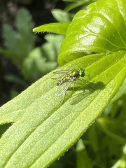 Condylostylus flavipes