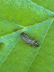 Plagiosterna aenea