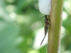 Calosotinae