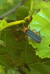Cantharis pellucida