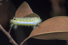 Parasa shirakii