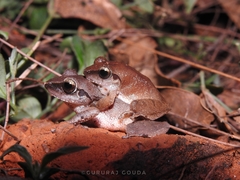 Pseudophilautus amboli