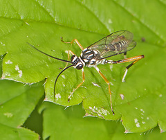 Baryceros texanus