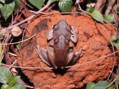 Pseudophilautus amboli