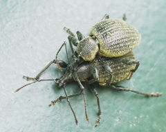 Otiorhynchus pseudonothus