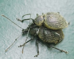 Otiorhynchus pseudonothus