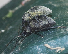 Otiorhynchus pseudonothus