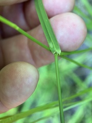 Glyceria striata