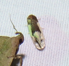 Henricus edwardsiana