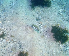 Canthigaster callisterna