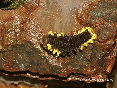 Gynautocera rubriscutellata
