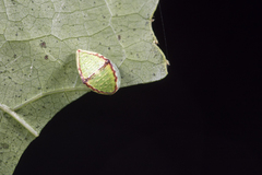 Demonarosa rufotessellata