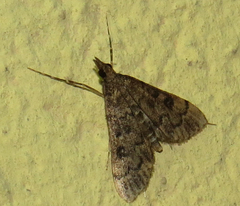Steniini