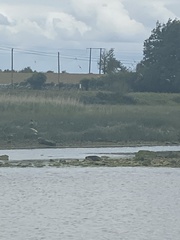 Haematopus ostralegus