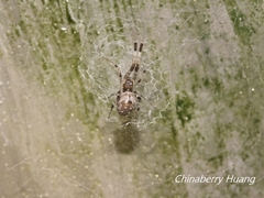 Zosis geniculata