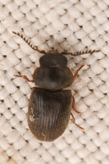 Xyletinus