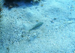Canthigaster callisterna