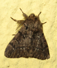 Ocneria atlantica