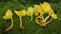 Marasmius rhyssophyllus