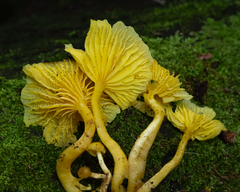 Marasmius rhyssophyllus