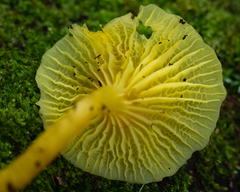 Marasmius rhyssophyllus