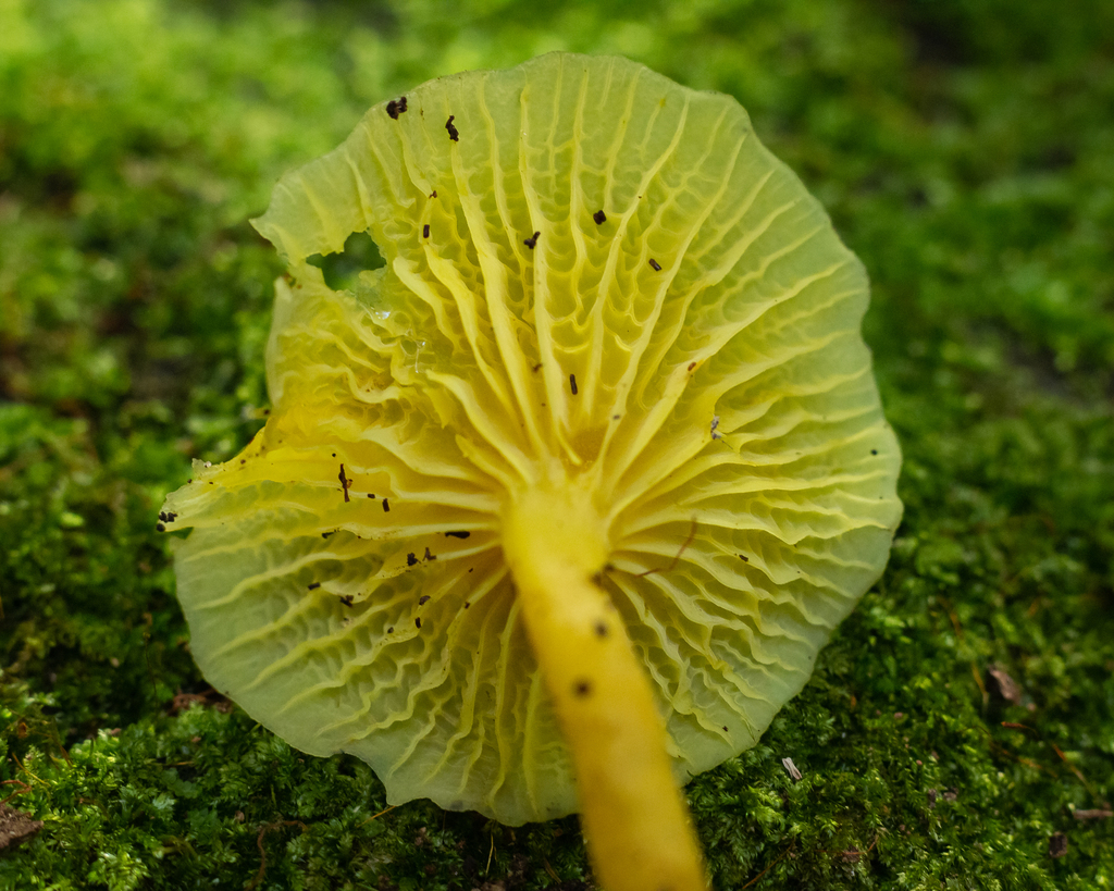 Marasmius rhyssophyllus · June 2022 · photo: © deniszabin (iNaturalist, cc-by)